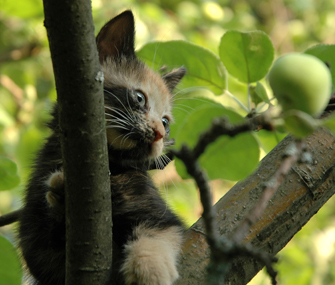 我怎样才能把猫从树上弄下李？